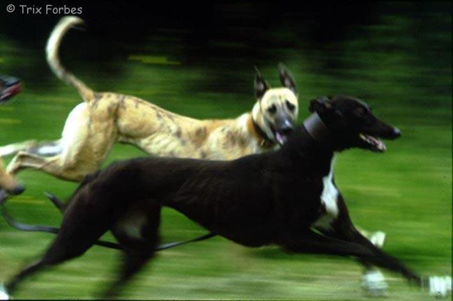 Greyhounds Running