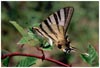 Scarce Swallow Tail